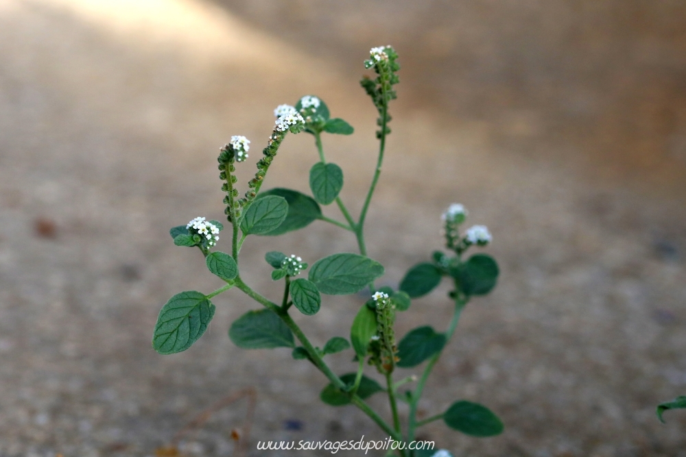 Heliotropium europaeum, Héliotrope d'Europe, Poitiers quartier Chilvert