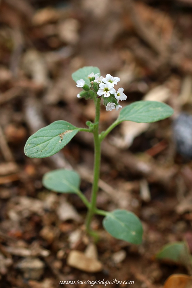 Heliotropium europaeum, Héliotrope d'Europe, Poitiers Bellejouanne