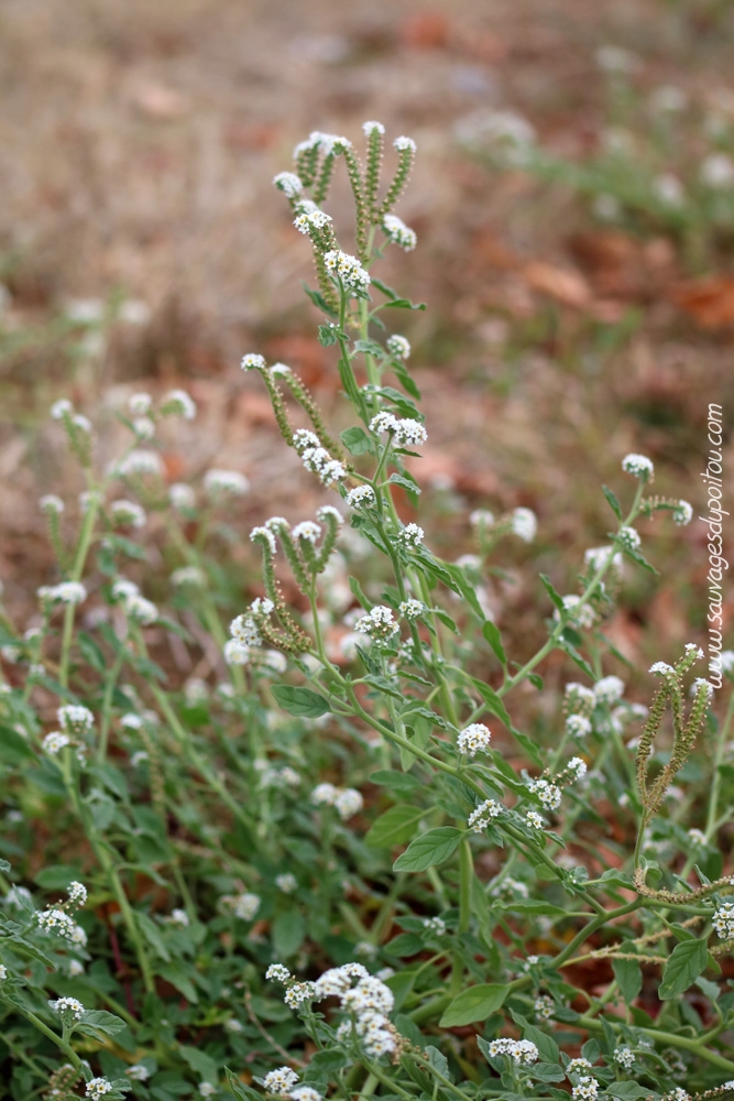 Heliotropium europaeum, Héliotrope d'Europe, Poitiers parc des expositions