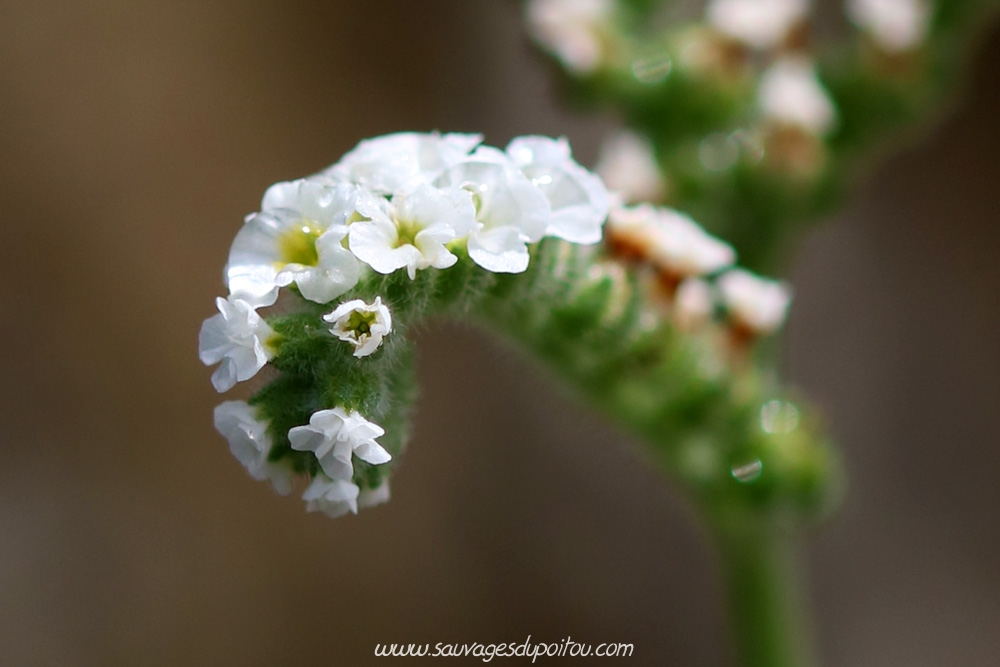 Heliotropium europaeum, Héliotrope d'Europe, Poitiers Mérigotte