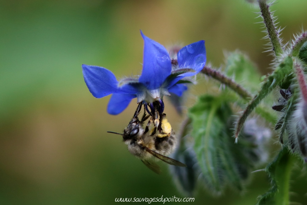 Borago officinalis, Bourrache officinale, Poitiers chemin de la Cagouillère