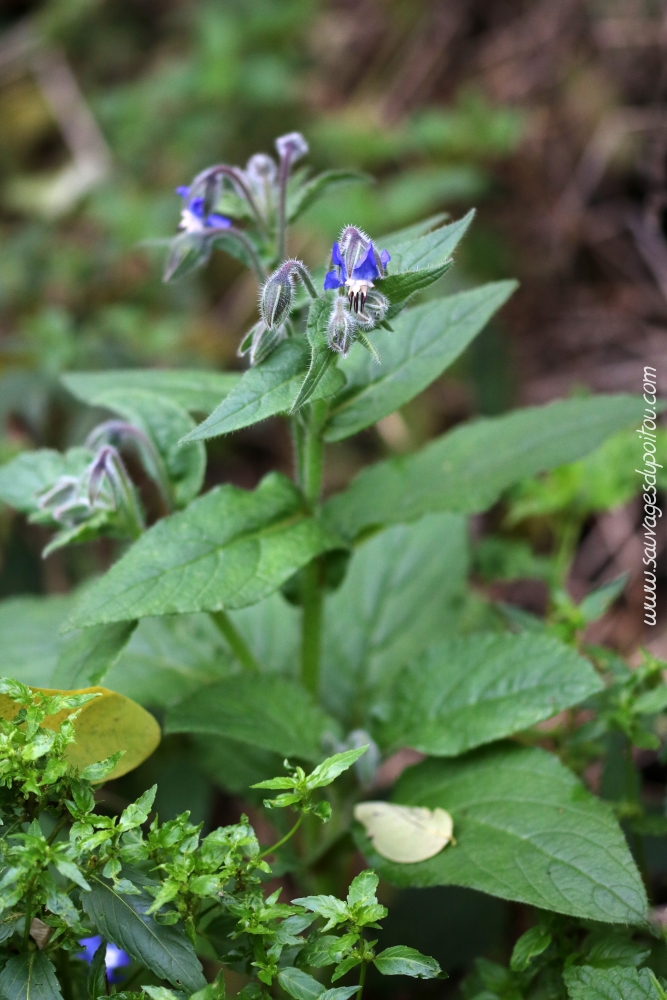 Borago officinalis, Bourrache officinale, Poitiers bords de Clain