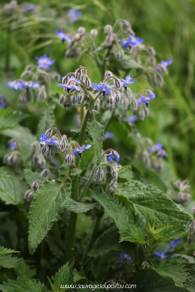 Borago officinalis, Bourrache officinale, Poitiers bords de Clain