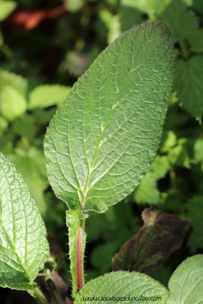 Borago officinalis, Bourrache officinale, Poiters bords de Clain