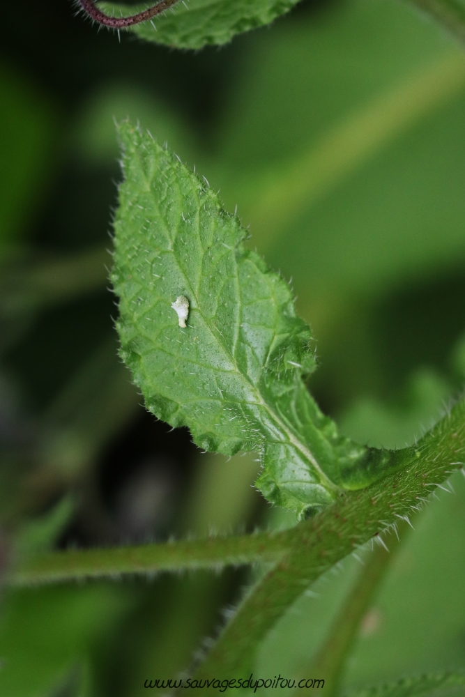 Borago officinalis, Bourrache officinale, Poiters bords de Clain