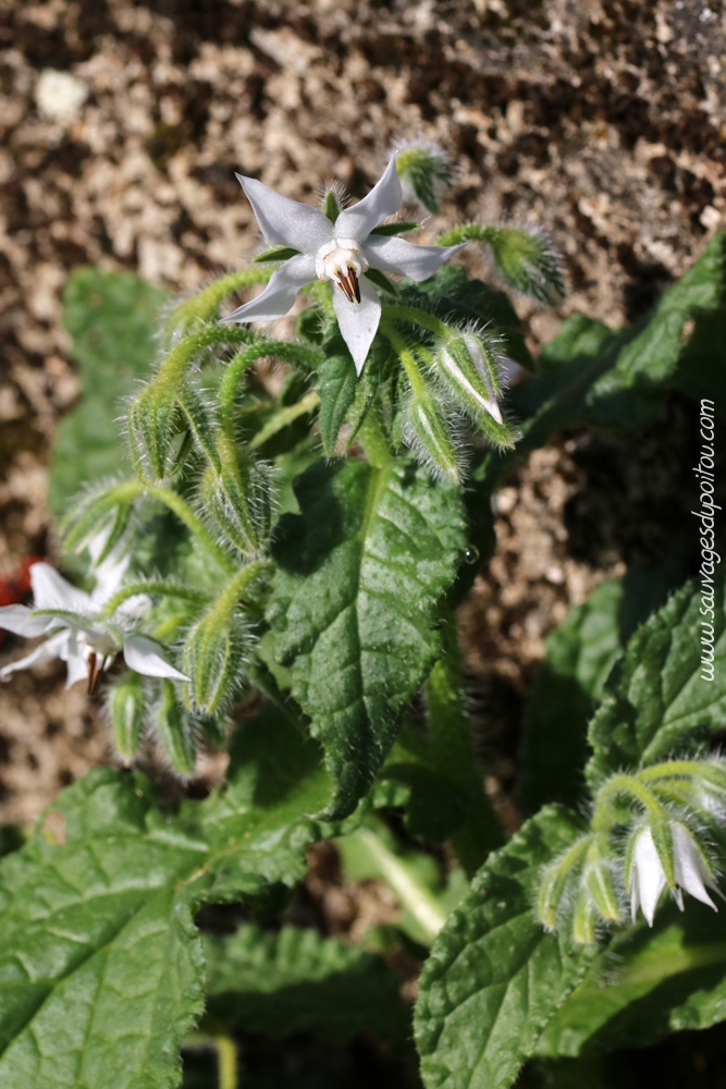 Borago officinalis, Bourrache officinale, Poitiers Chilvert