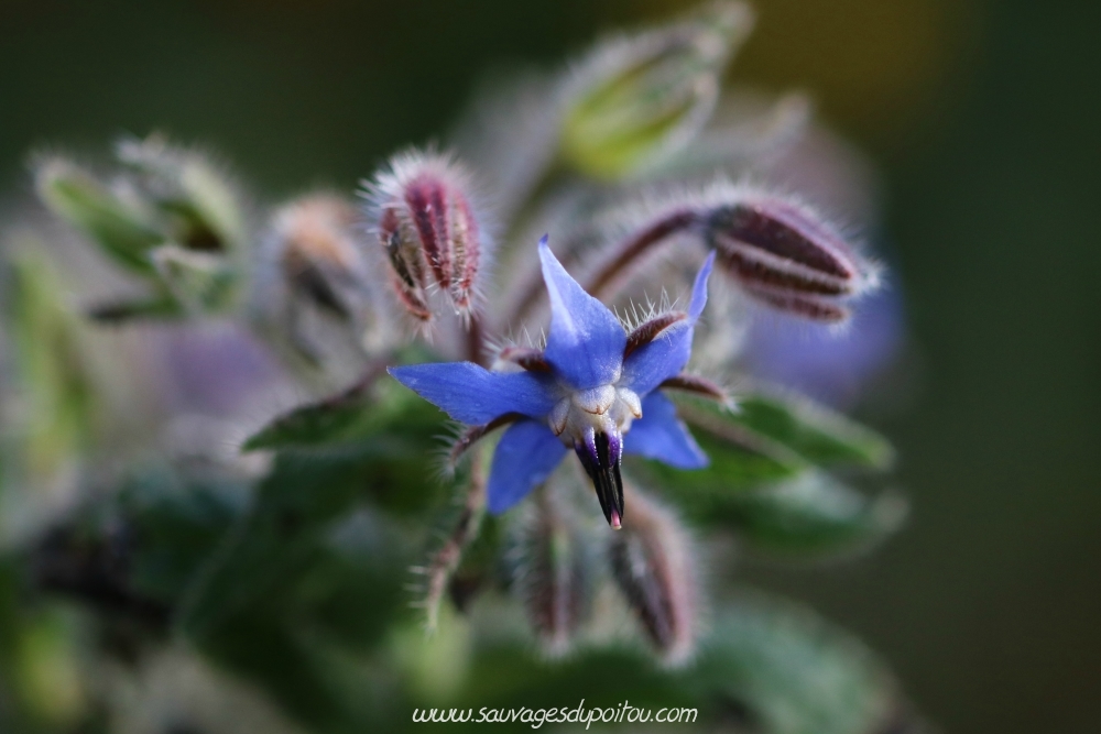 Borago officinalis, Bourrache officinale, Poitiers quartier Chilvert