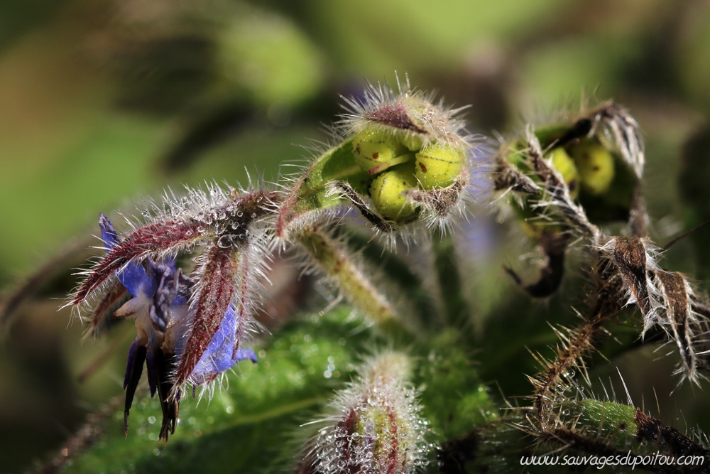 Borago officinalis, Bourrache officinale, Poiters quartier Chilvert