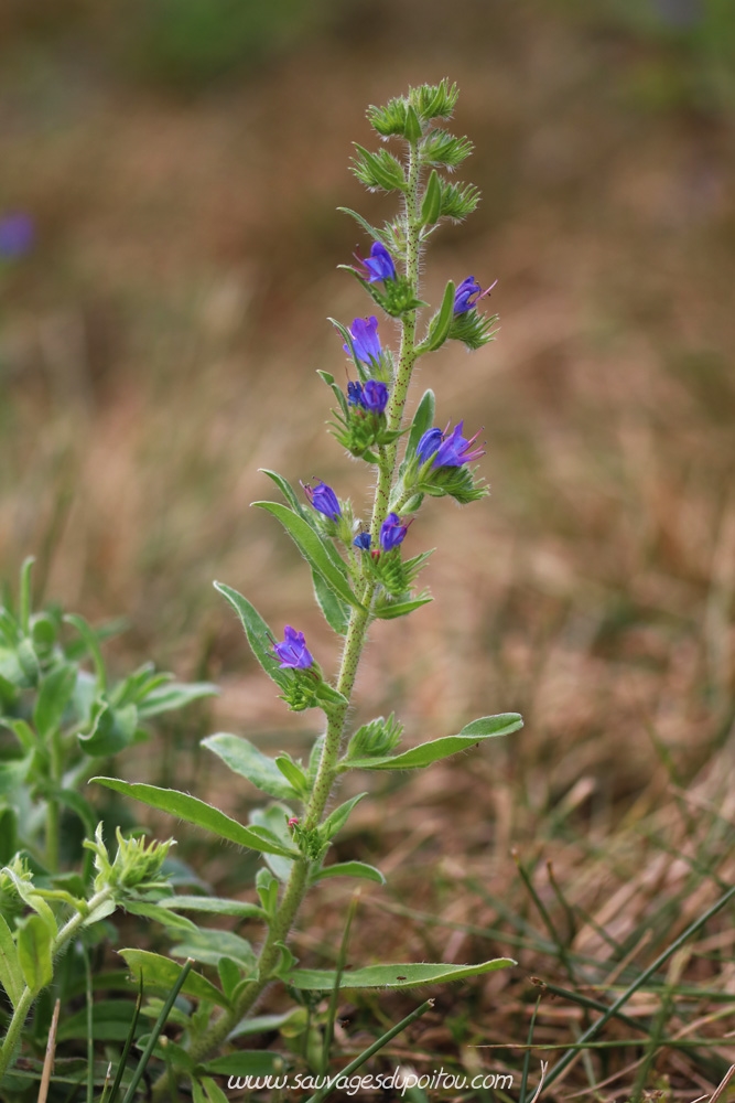 Echium vulgare, Vipérine commune, Poitiers bords de Boivre