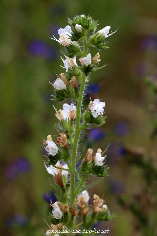 Echium vulgare, Vipérine commune, Poitiers bords de Boivre