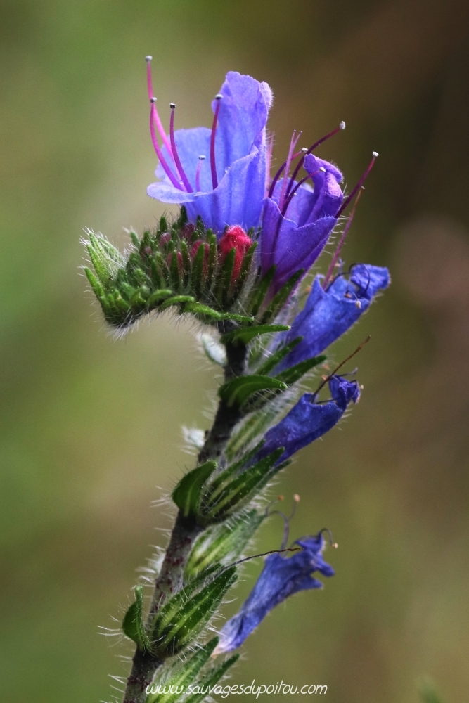 Echium vulgare, Vipérine commune, Saint Benoît (86)