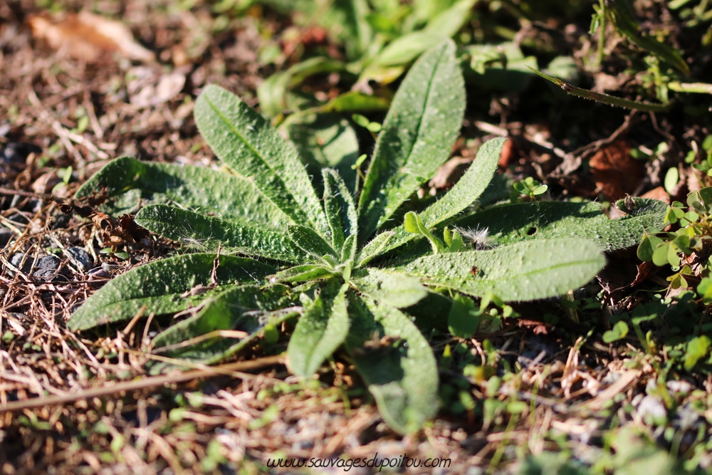 Echium vulgare, Vipérine commune, Poitiers quartier Chilvert