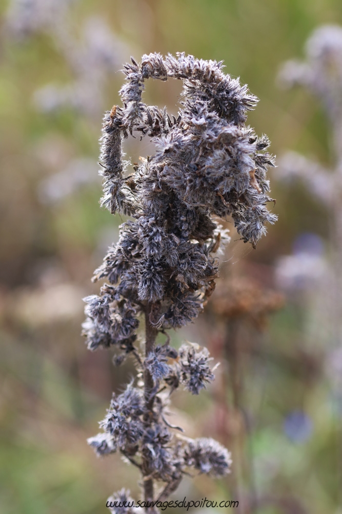 Echium vulgare, Vipérine commune, Buxerolles