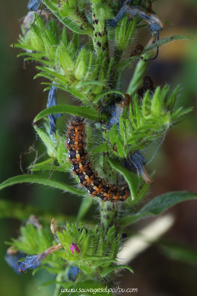 Euplagia quadripunctaria, Écaille chinée, Béruges (86)