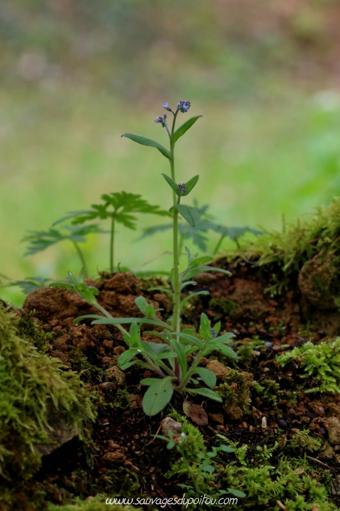 Myosotis arvensis, Poitiers bords de Boivre