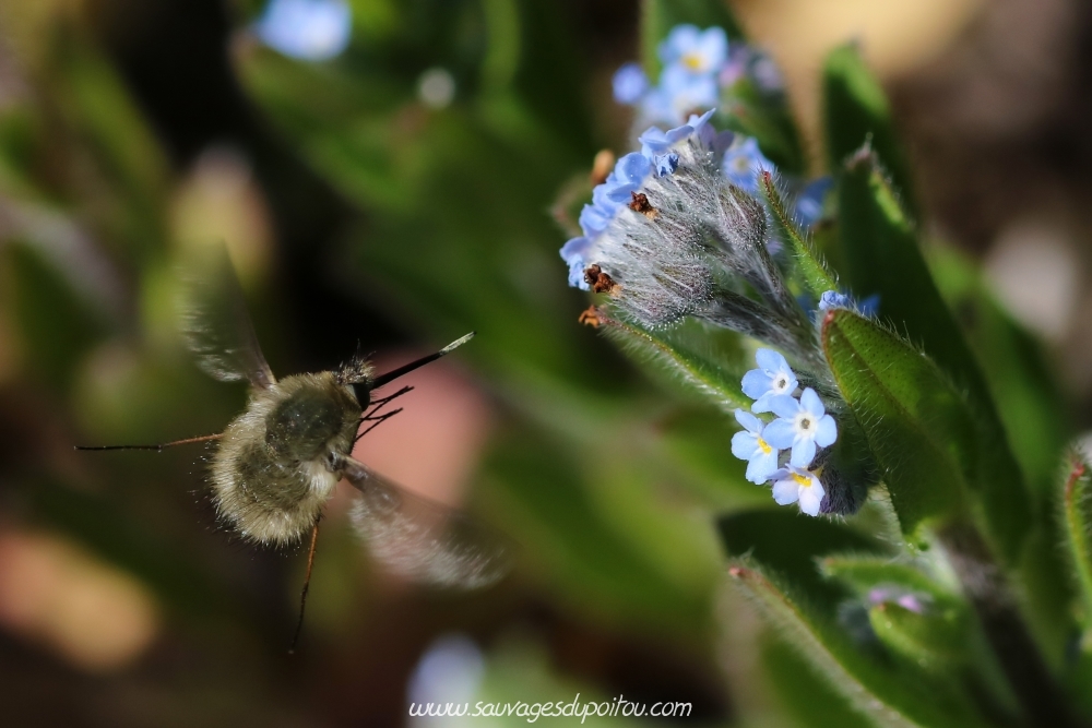 Myosotis arvensis, Ne m'oublie pas, Poitiers bords de Boivre