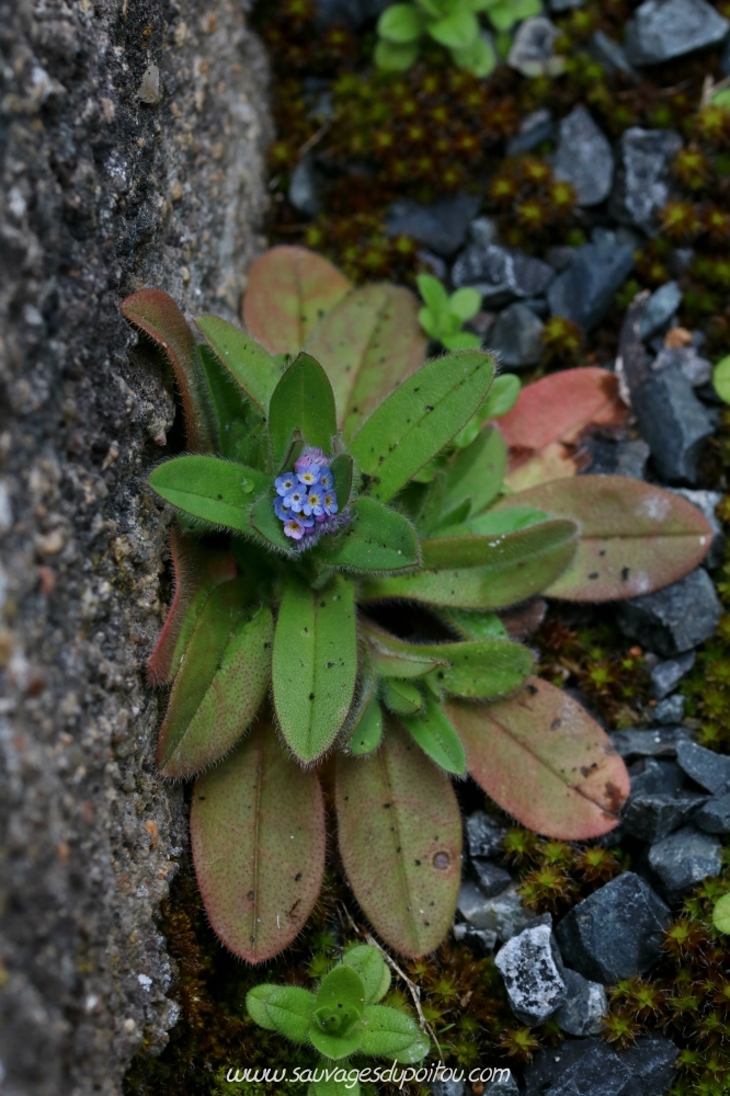 Myosotis arvensis, jeune pousse, Poitiers bords de Clain