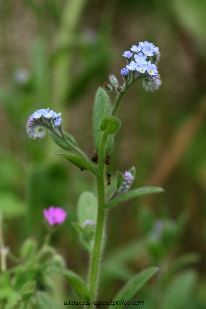 Myosotis arvensis, Myosotis des champs, Poitiers