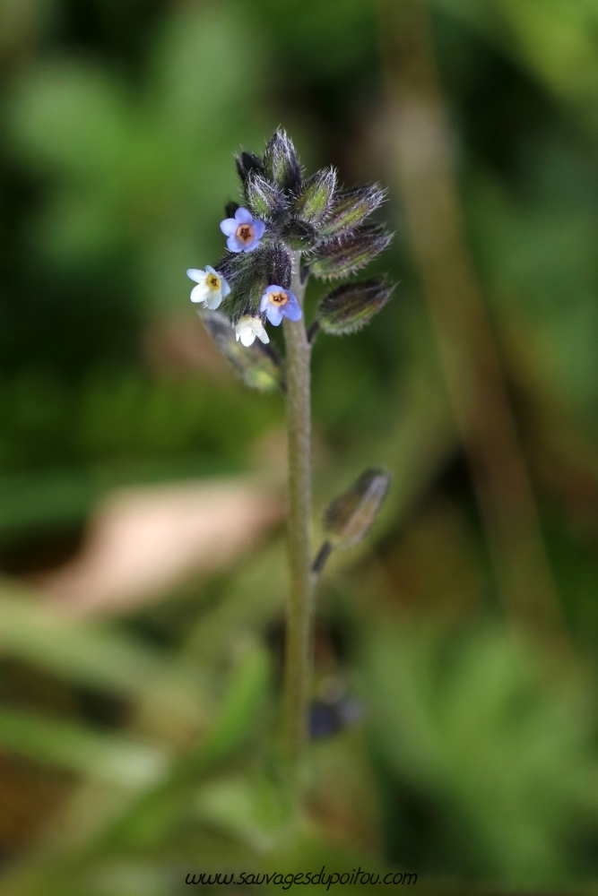 Myosotis discolor, Myosotis bicolore, Biard aérodrome (86)