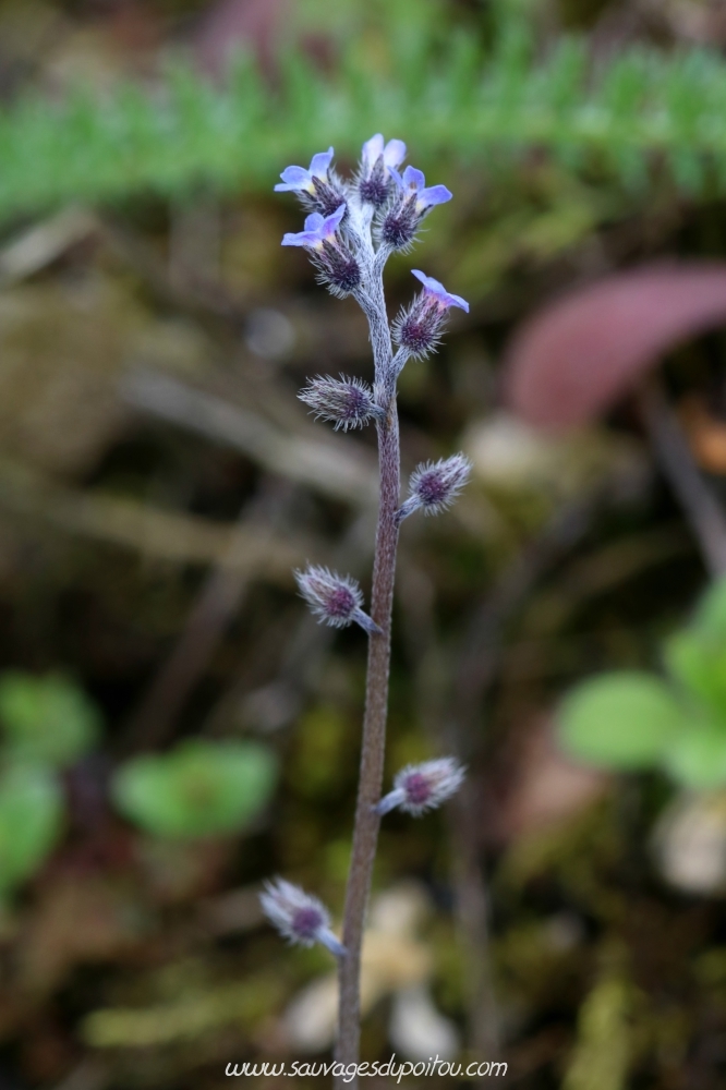 Myosotis ramosissima, Myosotis rameux, Poitiers sous Blossac