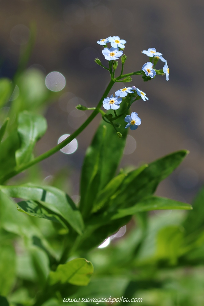 Myosotis scorpioides, Myosotis des marais, Nouaillé-Maupertuis (86)