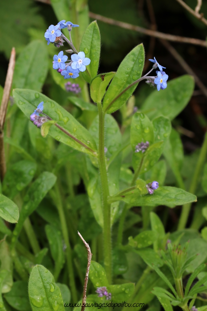 Myosotis sylvatica, Myosotis des forêts, Poitiers bords de Boivre