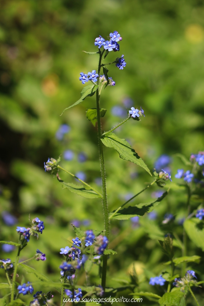 Pentaglottis sempervirens, Buglosse toujours verte, Poitiers bords de Clain
