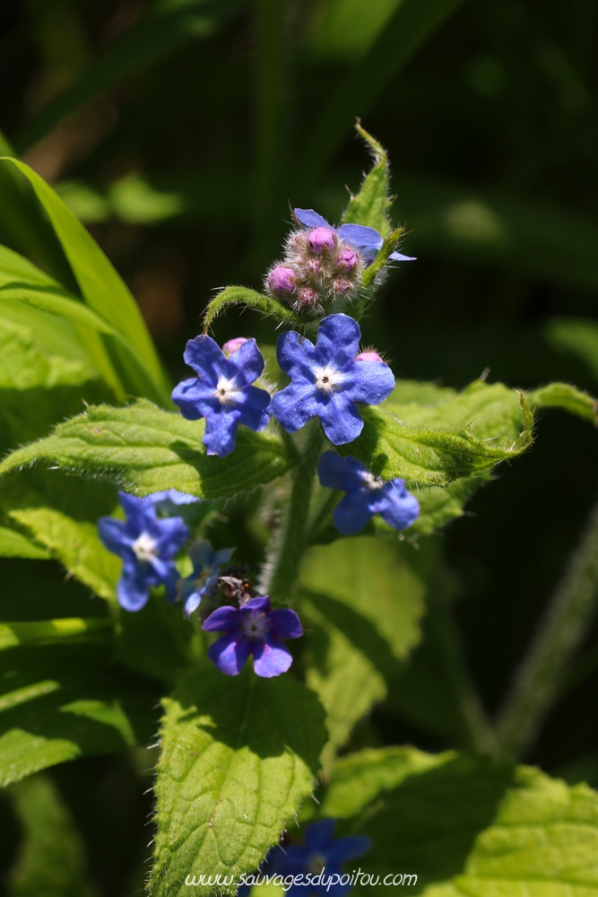 Pentaglottis sempervirens, Buglosse toujours verte, Poitiers bords de Clain