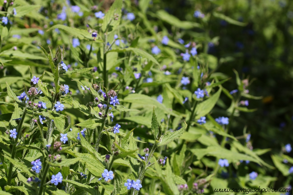Pentaglottis sempervirens, Buglosse toujours verte, Poitiers bords de Clain