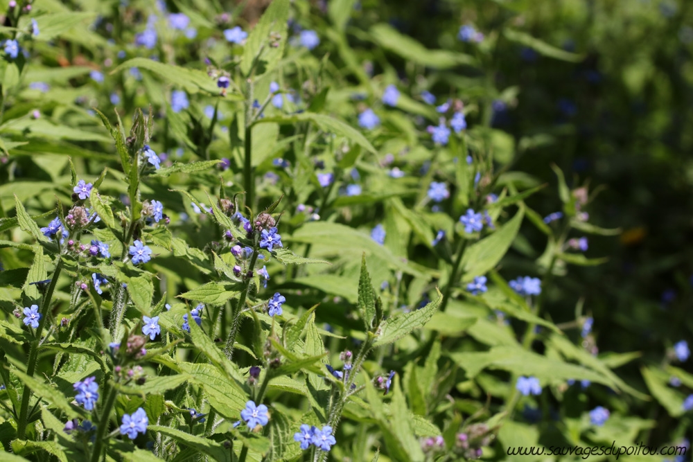 Pentaglottis sempervirens, Buglosse toujours verte, Poitiers bords de Clain