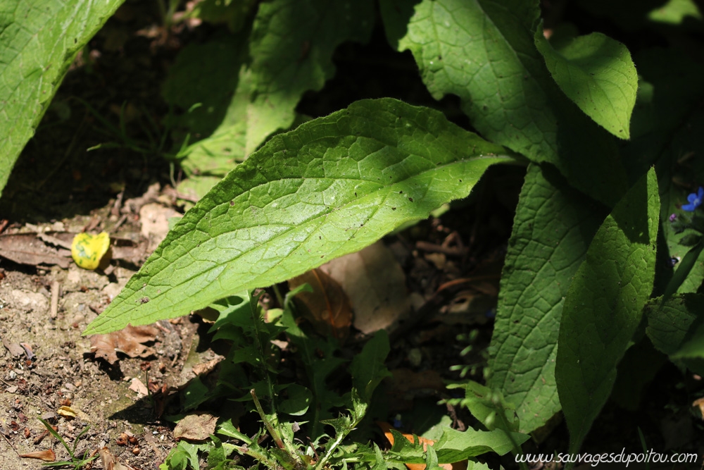 Pentaglottis sempervirens, Buglosse toujours verte, Poitiers bords de Clain