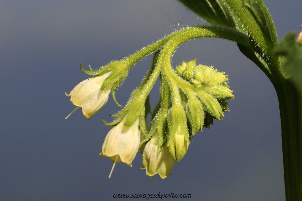 Symphytum officinale, Grande Consoude, Poitiers bords de Clain