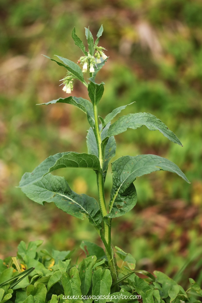 Symphytum officinale, Grande Consoude, Poitiers bords de Boivre
