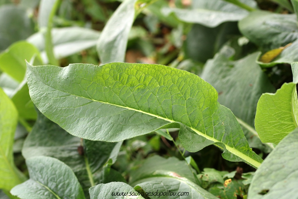 Symphytum officinale, Grande Consoude, Poitiers bords de Boivre