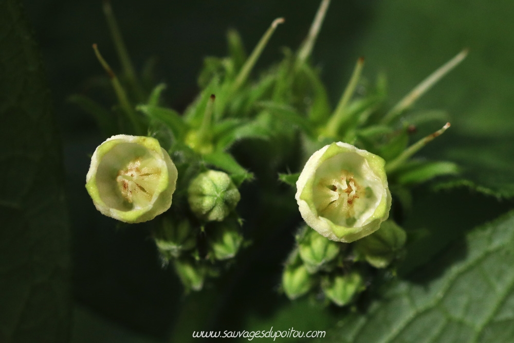 Symphytum officinale, Grande Consoude, Poitiers bords de Boivre