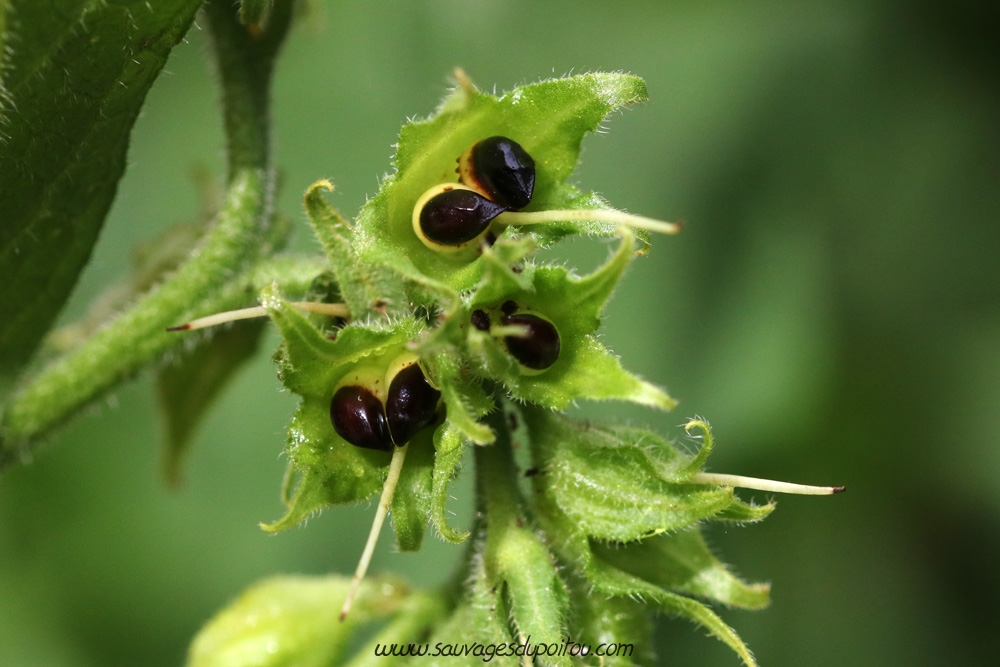 Symphytum officinale, Grande Consoude, Poitiers bords de Boivre