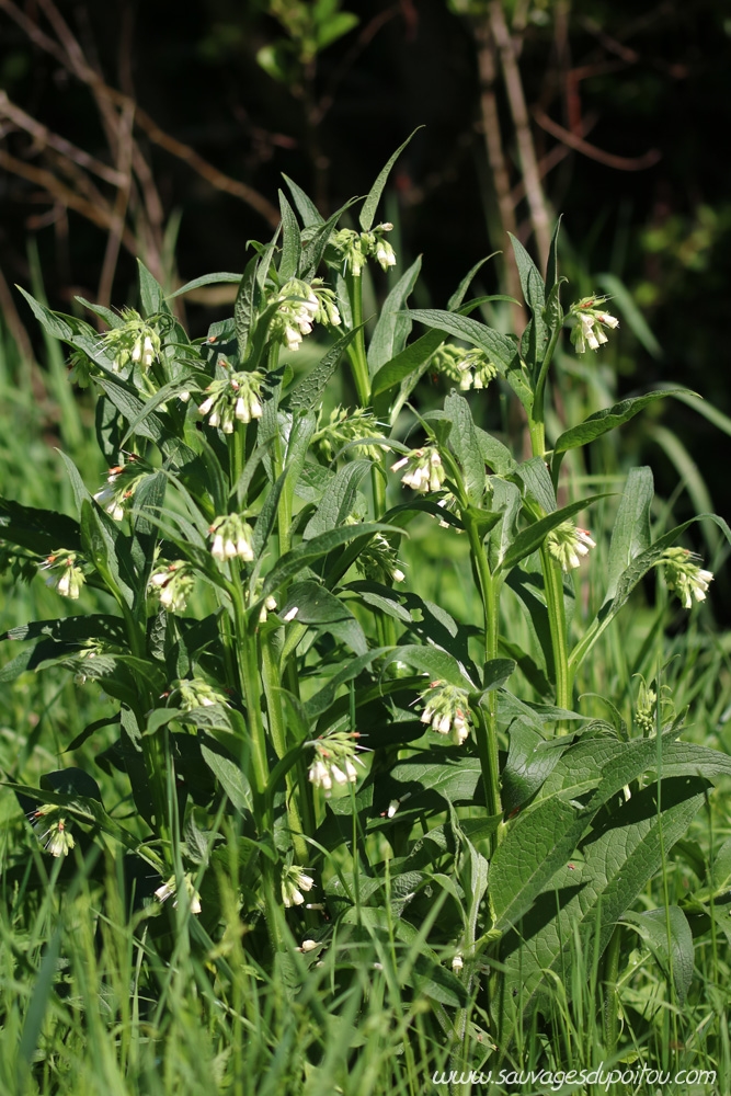 Symphytum officinale, Grande Consoude, Poitiers bords de Clain