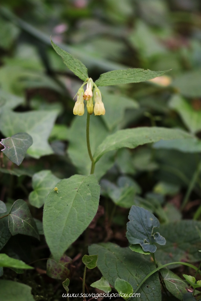 Symphytum tuberosum, Consoude tubéreuse, Exireuil 79 (Puits d'Enfer)