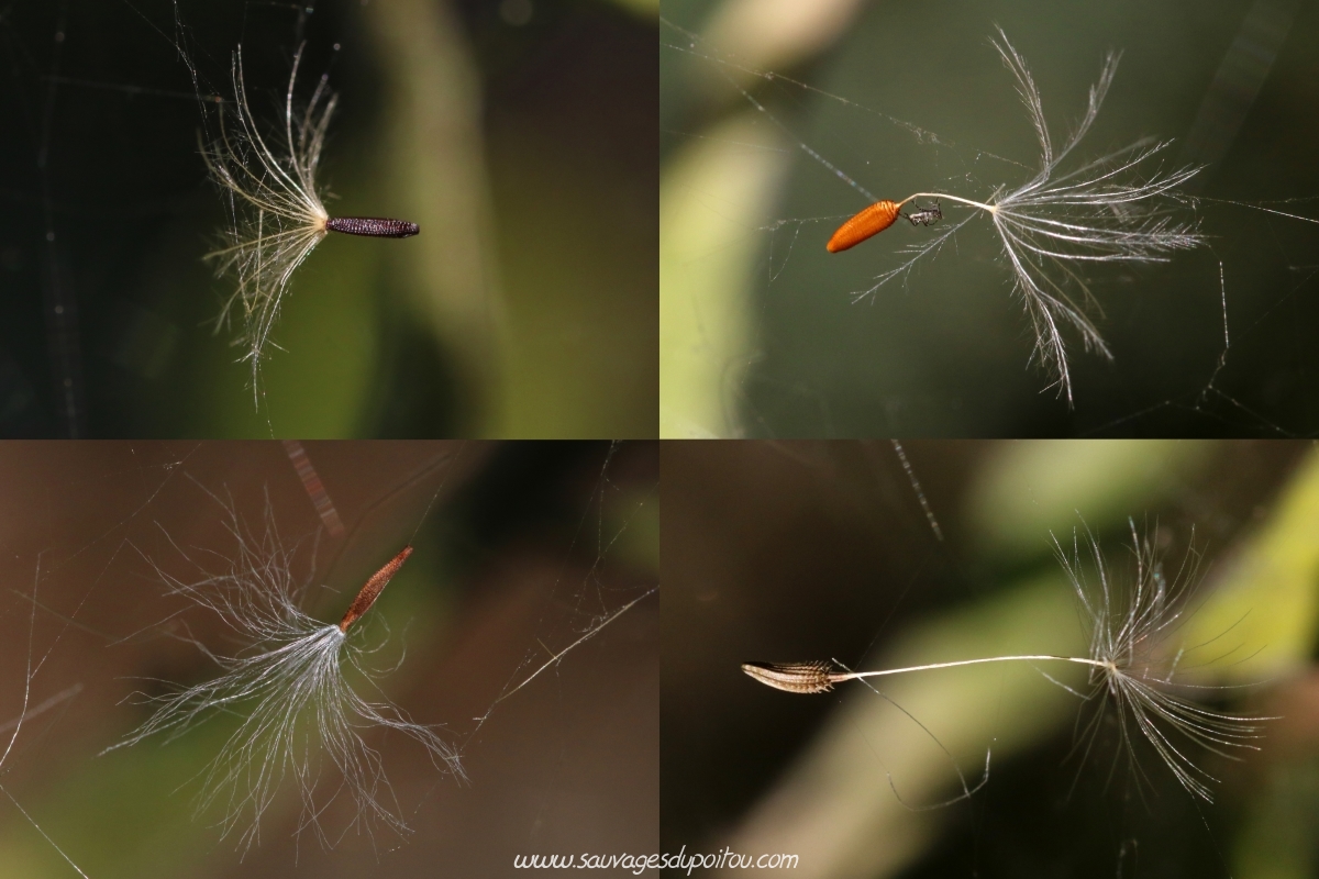 Akènes des Asteracées au jardin, Sauvages du Poitou!