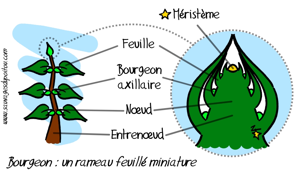 Le Bourgeon, Sauvages du Poitou!