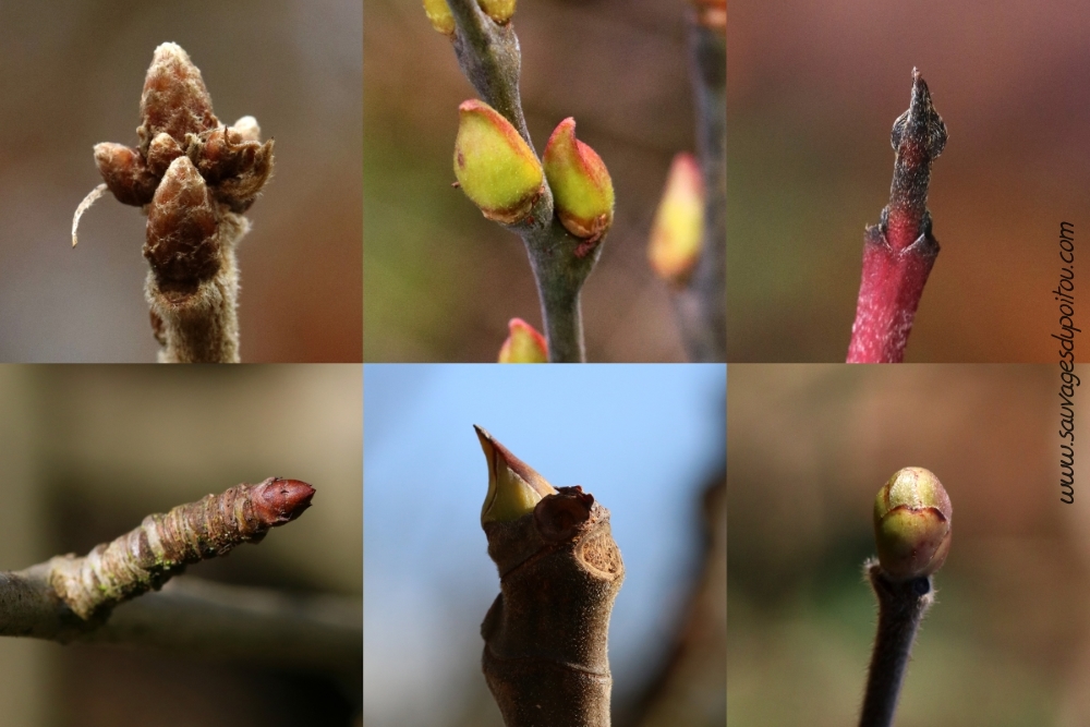 Arbres et bourgeons en hiver, Sauvages du Poitou!