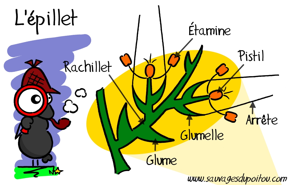 L'épillet, Sauvages du Poitou