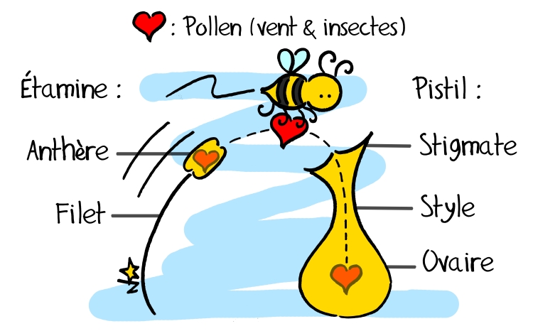 Etamine, pistil et pollen sur Sauvages du Poitou!