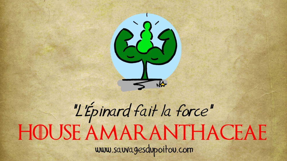 House Amaranthaceae, Sauvages du Poitou!