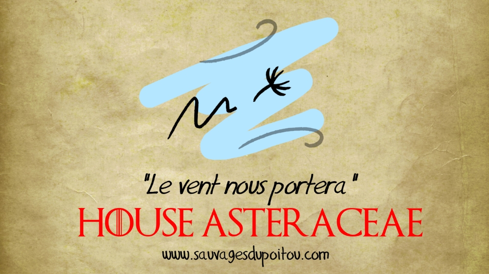 House Asteraceae, Sauvages du Poitou!