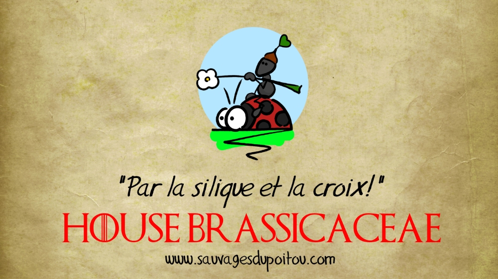 House Brassicaceae, Sauvages du Poitou!