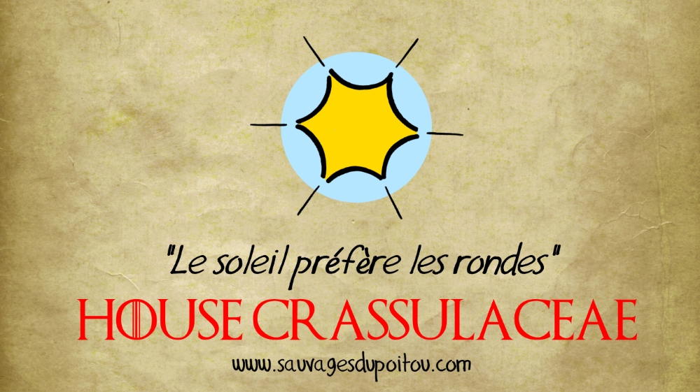 House Crassulaceae, Sauvages du Poitou!