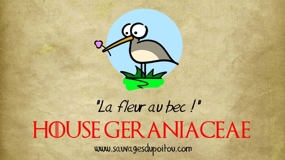 House Geraniaceae, Sauvages du Poitou!