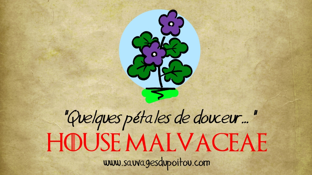 House Malvaceae, Sauvages du Poitou!
