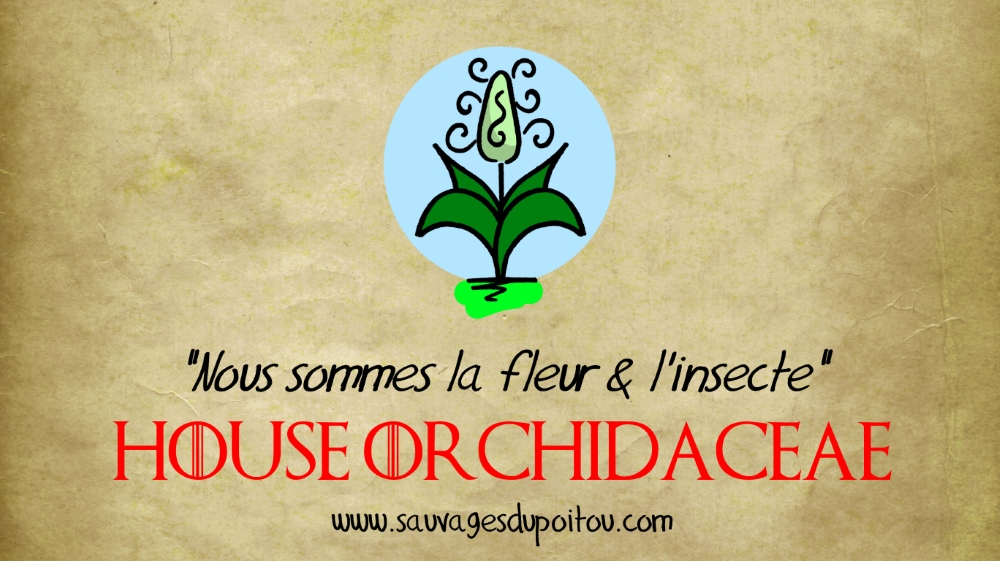 House Orchidaceae, Sauvages du Poitou!